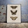 plakaty z motylami
