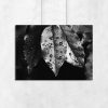 Czarno-biały plakat z liśćmi
