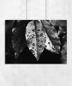 Czarno-biały plakat z liśćmi