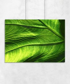 Plakat ze wzorem liścia do salonu