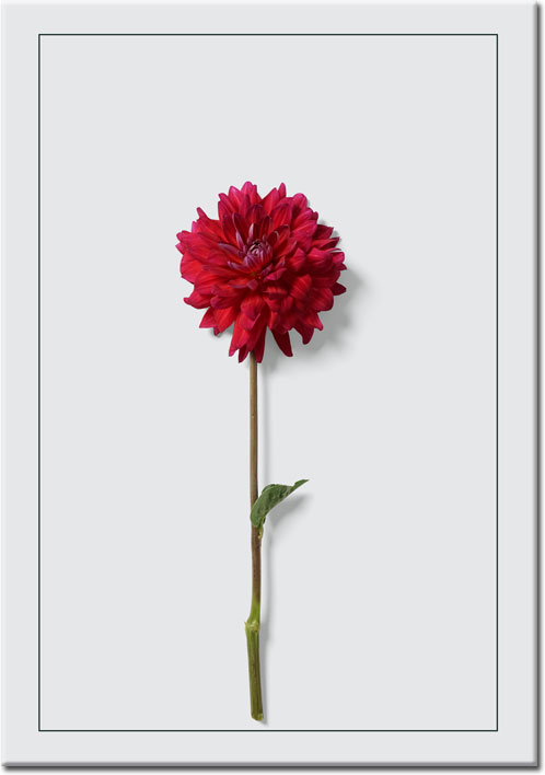 plakat do salonu z motywem kwiata