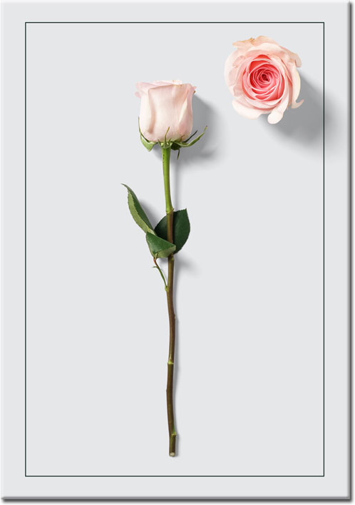 jasna róża na plakacie