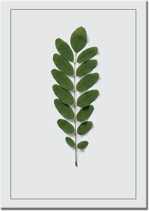 zielone liście na plakacie jako gałązka