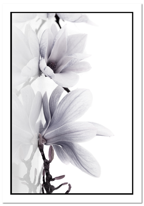 białe kwiaty na plakacie