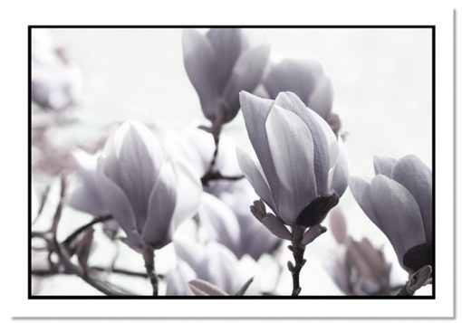 poziome plakaty z magnolią