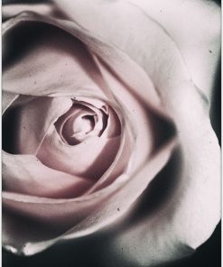pionowy plakat z różą