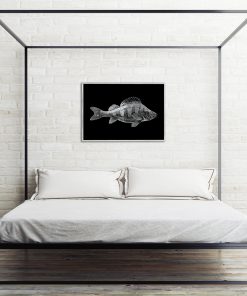 plakaty z rybami
