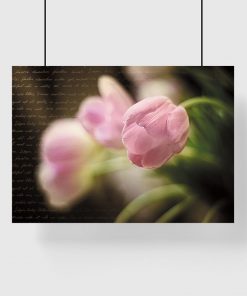 motyw różowego tulipana