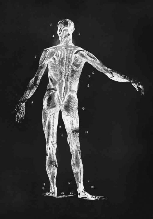 Plakat z anatomią człowieka