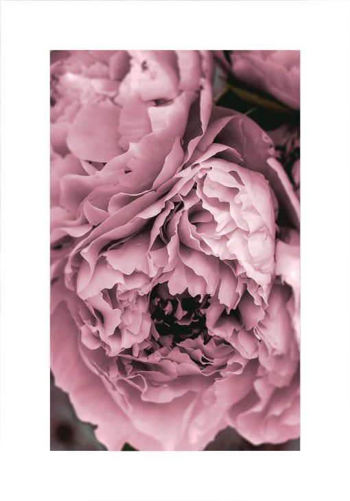 Plakat z fioletowym kwiatem piwonii