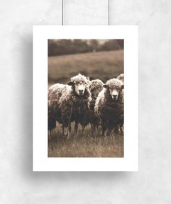 owce na plakacie