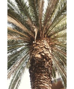 Plakat - Motyw egzotycznej palmy