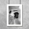 Plakat z małpą do pokoju