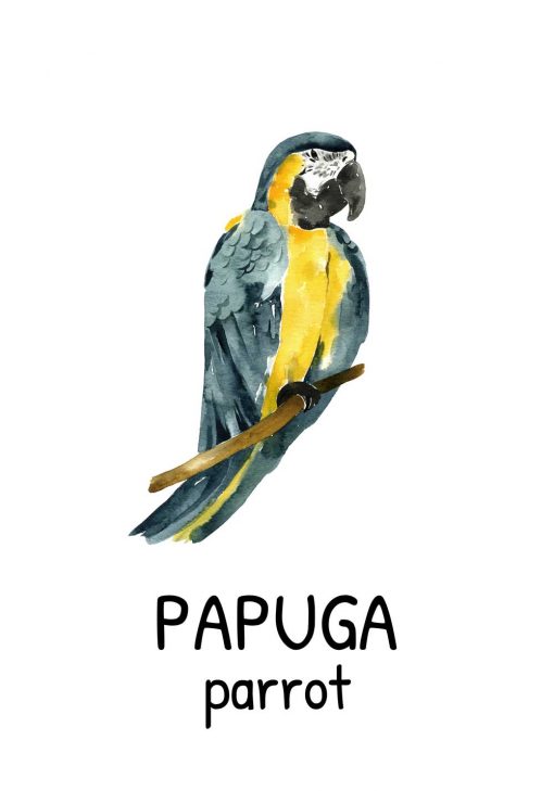 Plakat dziecięcego - Papuga