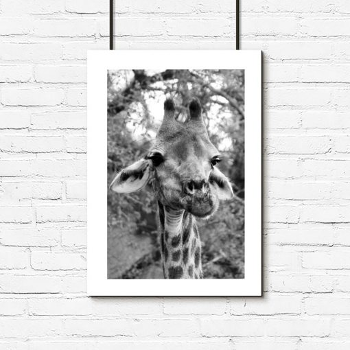 Plakat z żyrafą bez ramy