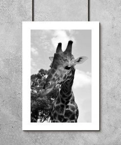 Plakat szary z żyrafą