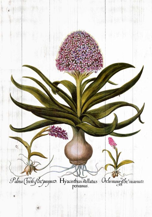 Hiacynt na deskach - Plakat botaniczny do kuchni