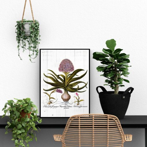 Hiacynt na deskach - Plakat botaniczny do biura