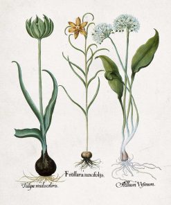 Botaniczny plakat z motywem kwiatów polskich do jadalni