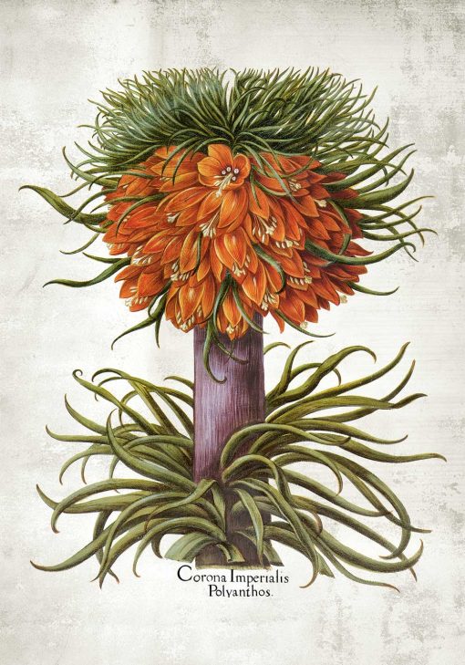 Cesarska korona - Plakat botaniczny do jadalni