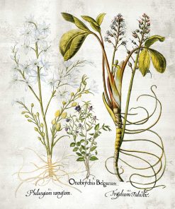 Kwiat frangipani - Plakat florystyczny do kuchni