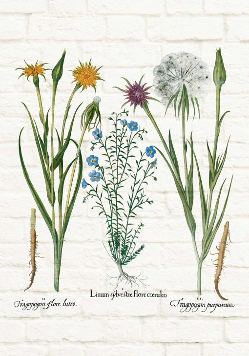 Plakat botaniczny - Salsefia purpurowa do kuchni