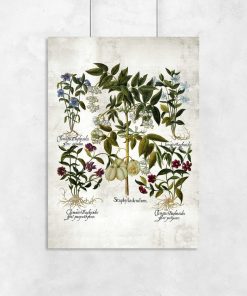 Plakat botaniczny z barwnymi kwiatami do przedpokoju