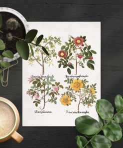 Plakat cztery gatunki róż drobnolistnych