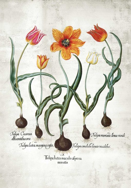 Plakat edukacyjny z tulipanem do kawiarni