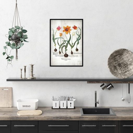 Plakat edukacyjny z tulipanem do kuchni
