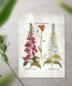 Plakat kwiaty ogrodowe białe i czerwone