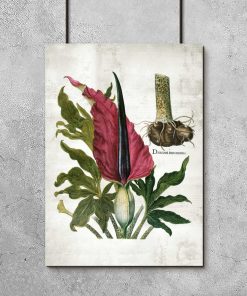 Plakat naukowy z kwitnąca rośliną