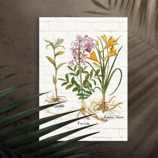 Plakat naukowy z roślinami i łacińskimi nazwami