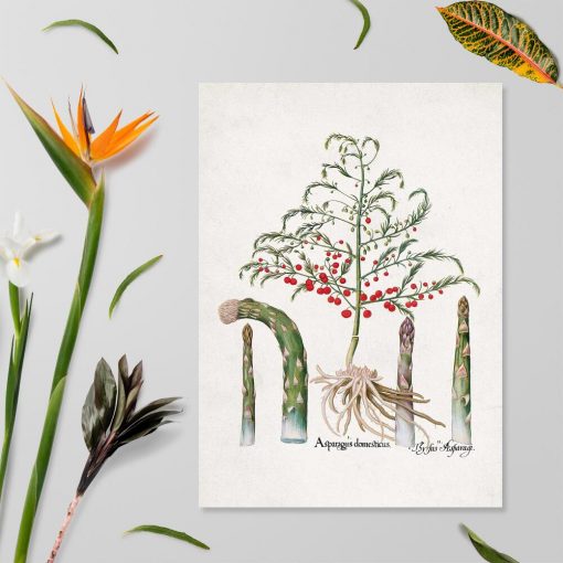 Plakat z asparagusem do dekoracji kwiaciarni