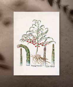 Plakat z asparagusem pierzastym do ozdoby kwiaciarni