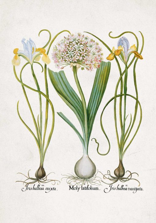 Plakat z czosnkiem i irysami - kwiaty