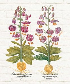 Plakat z motywem fioletowej lilii - odmiany