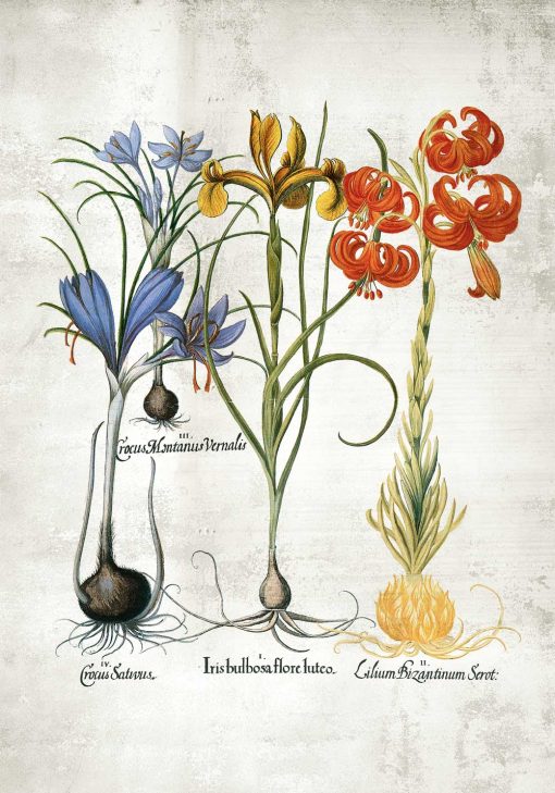 Plakat z motywem kwiatów cebulowych