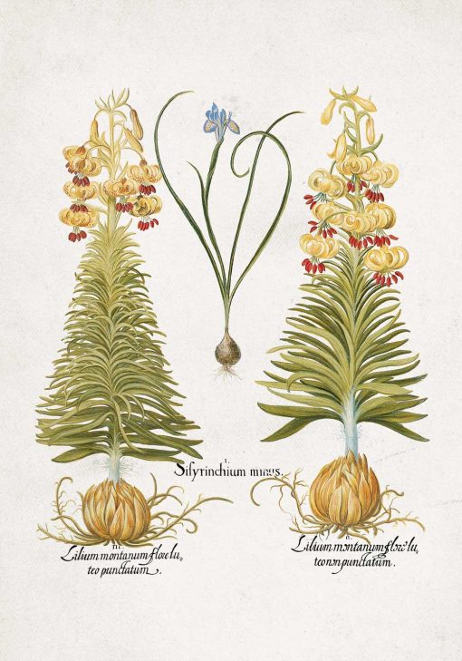 Plakat z motywem kwiatowym i łacińską nazwą