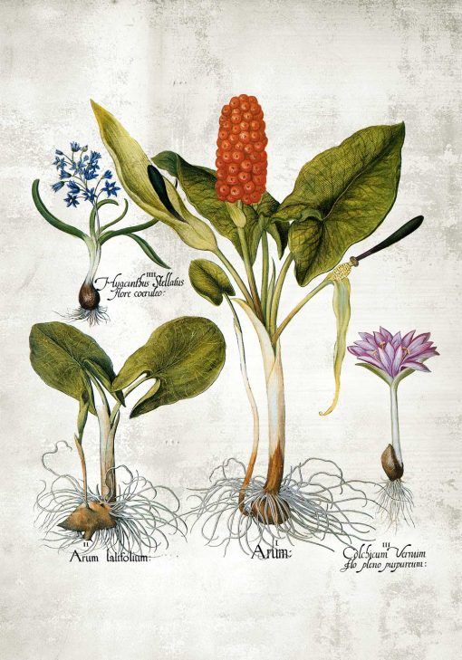 Plakat z motywem roślin wieloletnich i ich nazw