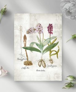 Plakat z roślinami łąkowymi