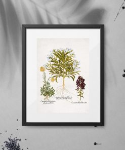 Plakat z roślinami leczniczymi i ich kwiatami