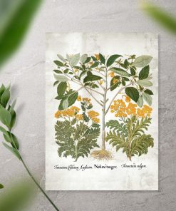 Plakat z roślinami zielarskimi
