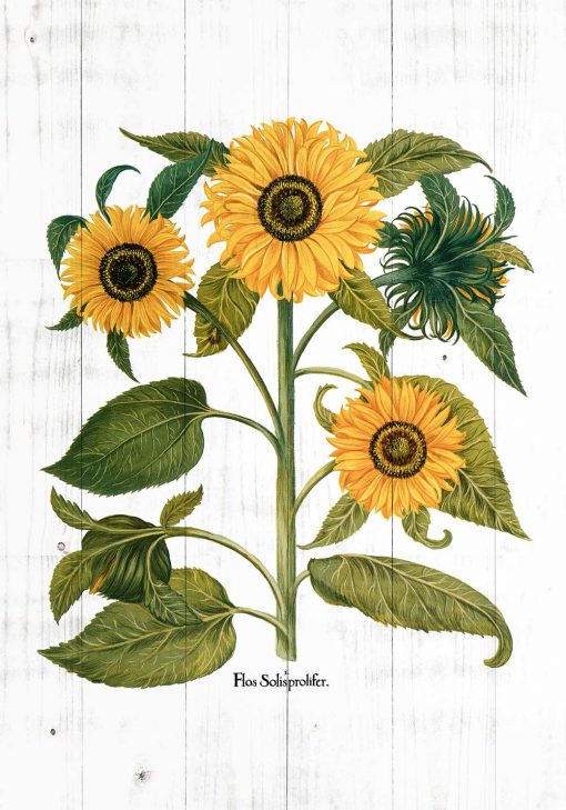 Plakat z żółtymi słonecznikami