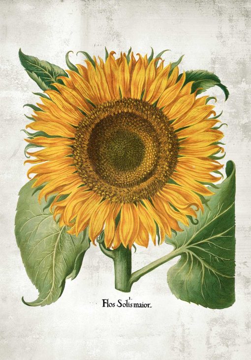 Plakat żółty słonecznik
