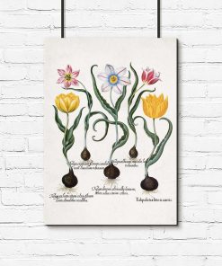 Plakaty cebule i kwiaty