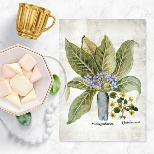 Plakaty z roślinami leczniczymi do apteki