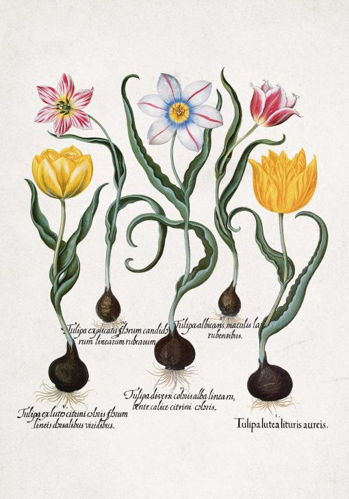 Tulipany - Plakat dla botanika do jadalni
