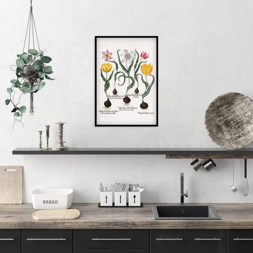 Tulipany - Plakat dla botanika do kuchni