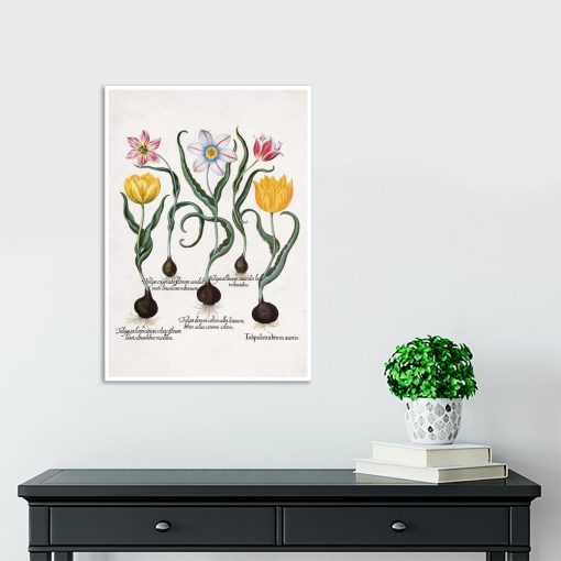 Tulipany - Plakat dla botanika na przedpokój